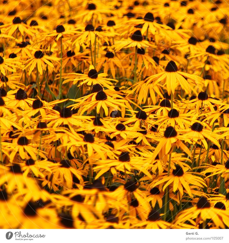 MeerBlüten Sonnenblume Sonnenhut mehrere unzählig überfüllt gelb Knöpfe Blütenblatt Stengel Pollen Blume Roter Sonnenhut pflanzlich Pharmazie Korbblütengewächs