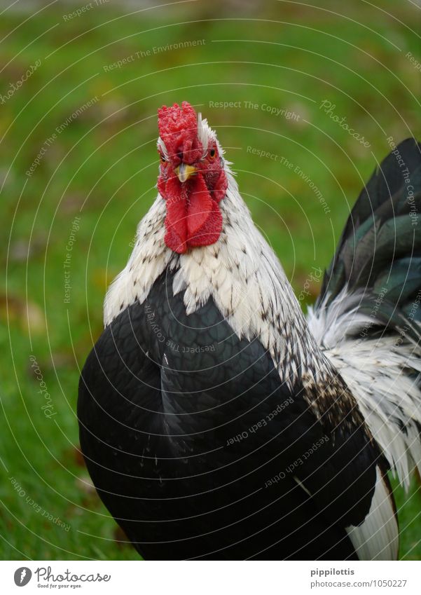 Der Hahn Fleisch Bioprodukte Tier Nutztier Geflügel elegant rot Ehre selbstbewußt Coolness Kraft Macht Mut Sicherheit Schutz Verantwortung achtsam Wachsamkeit