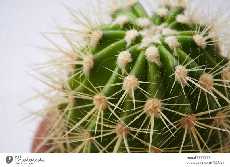 überdimensionale Stachelbeere Kaktus grün Pflanze verletzen abweisend Ferne Sicherheit Wüste Makroaufnahme Nahaufnahme Spitze draufsetzen nicht berühren Schmerz