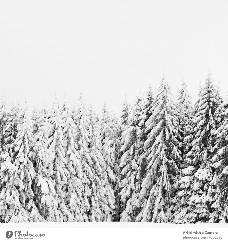 not just fleetingly so Umwelt Natur Landschaft Pflanze Winter schlechtes Wetter Schnee Baum Wald kalt schön bedeckt Idylle Winterwald Schwarzweißfoto