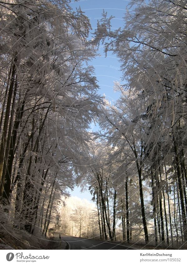 Eisiger Weg ins Licht Allee Tunnel Tunnelblick Schnee Baum Raureif Winter Frost Straße Licht am Ende des Tunnels Sonne Gute Aussichten Weiße Bäume