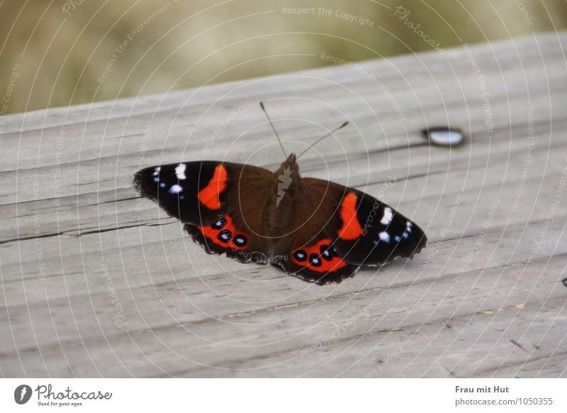 Schmetterling auf Holz Natur Tier Wildtier Flügel 1 Ornament berühren fliegen sitzen ästhetisch frei schön blau grau rot schwarz Tierliebe ruhig Insekt Farbfoto