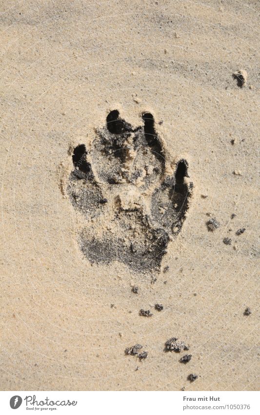 Strandpfote Hund Pfote 1 Tier Sand Fährte entdecken einfach frei maritim unten braun gold grau schwarz Freude Lebensfreude Freundschaft Tierliebe Treue achtsam