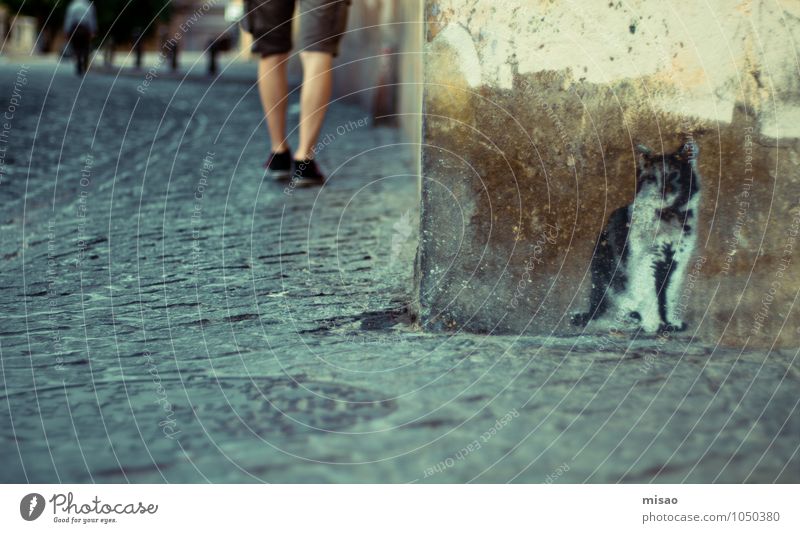 auf der Lauer auf der Mauer sitz ne kleine Katze Sommer Anstreicher Tierpfleger Mensch maskulin Mann Erwachsene Beine 1 Graffiti Stadt Wand Straße Schuhe