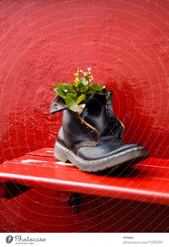neue Heimat schön Wohlgefühl Kindererziehung Kunst Natur Pflanze Grünpflanze Topfpflanze Mode Schuhe Stiefel Verpackung Holz Leder Fußspur laufen Wachstum