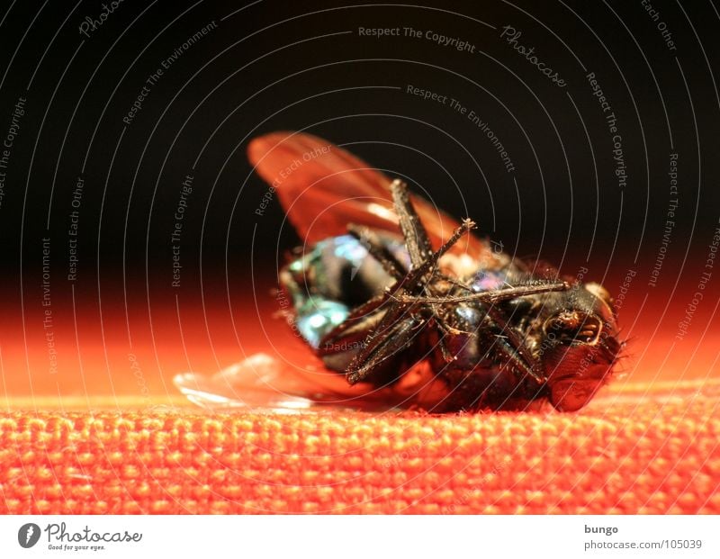 Es gibt nichts umsonst. liegen Ekel Insekt Gliederfüßer Tod Fliege Vergänglichkeit Flügel erschlagen morbid Leben