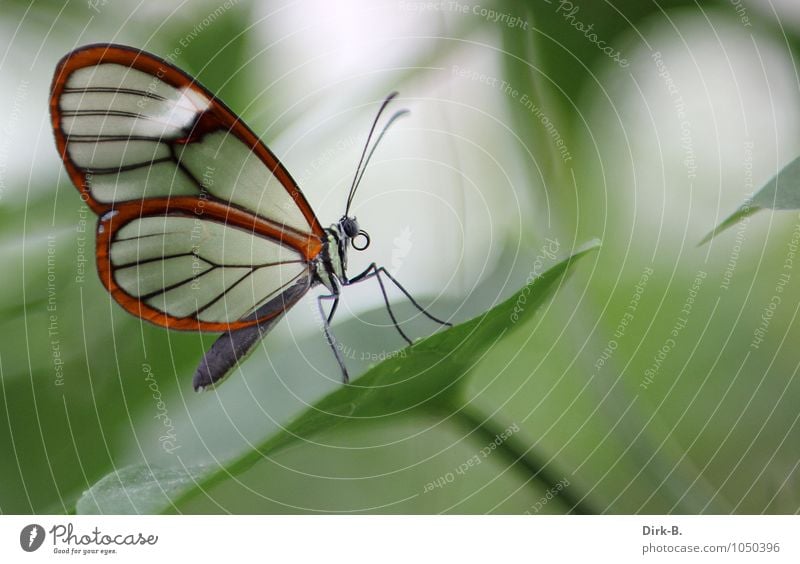 Kleiner Schmetterling Natur Frühling Flügel 1 Tier Frühlingsgefühle ruhig Wellness Farbfoto Innenaufnahme Nahaufnahme Schwache Tiefenschärfe Tierporträt