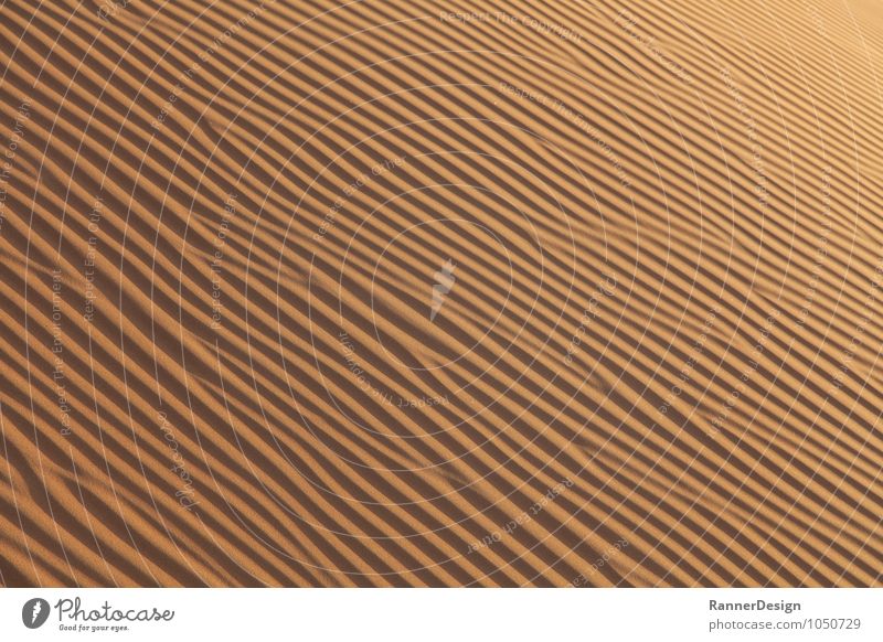 Wüste Struktur Landschaft Erde Sand "Wahiba Desert Oman" Warmherzigkeit Zufriedenheit Einsamkeit Farbfoto Außenaufnahme Muster Strukturen & Formen Menschenleer