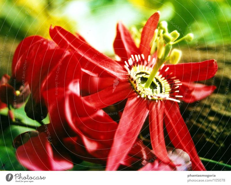 Die feuerrote Blume Blüte Sommer Botanik Märchen Makroaufnahme Nahaufnahme Garten Botanischer Garten
