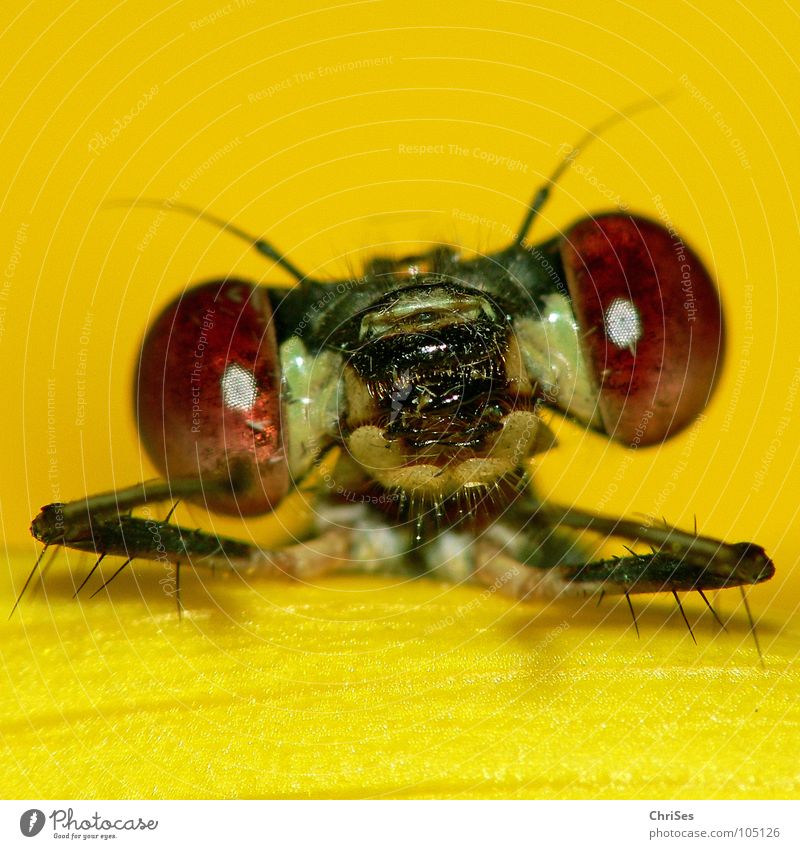 dann erzähl mal : Weidenjungfer 02 Gemeine Binsenjungfer Libelle Insekt Tier gelb Sonnenblume grün frontal Blüte Aussehen Blick Hallo Vorhang Nordwalde