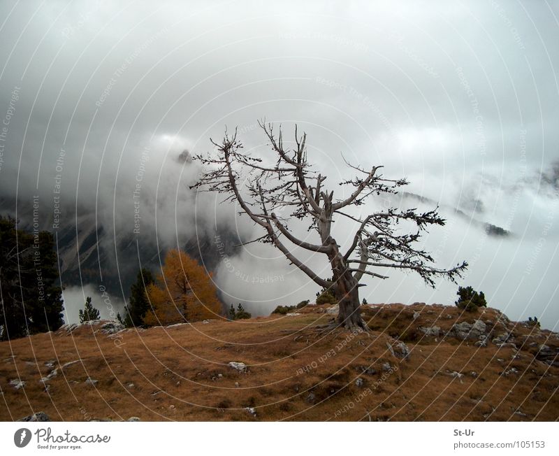Hochgebirgsherbst Baum Nebel Herbst Trauer Nebenschwaden Berge u. Gebirge