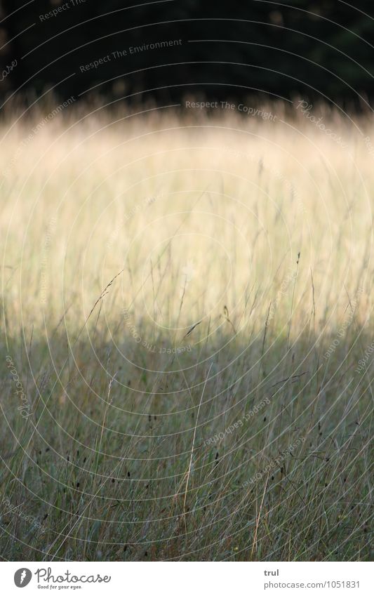 3 layers Natur Landschaft Sonnenlicht Sommer Gras Sträucher Park Wiese Niveau Kontrast Streifen hell dunkel Farbfoto Außenaufnahme Menschenleer