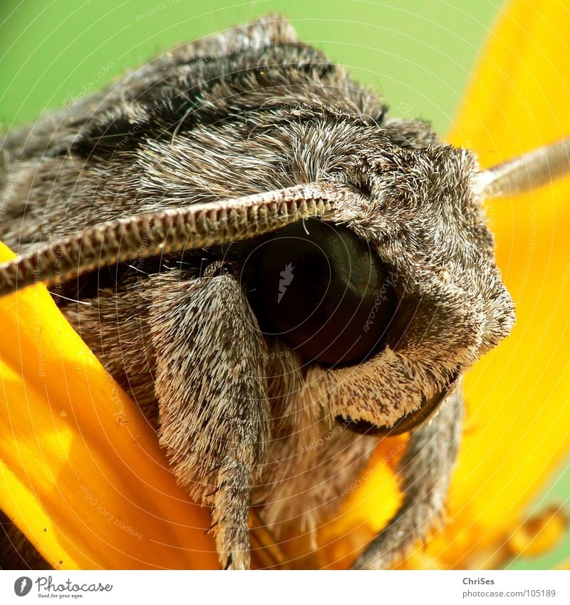 erzähl weiter : Windenschwärmer_01 (Agrius convolvuli) Insekt Tier Sommer grau braun gelb Fühler wandern Motte Tarnfarbe Garten Park Makroaufnahme Nahaufnahme