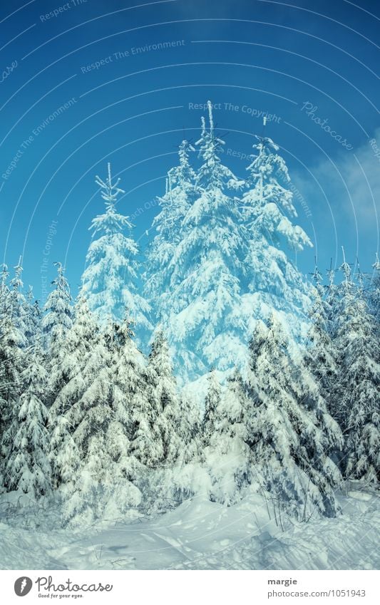 Scheinfichten, Winterlandschaft Umwelt Natur Himmel Klima Wetter Eis Frost Schnee Schneefall Baum Tanne Fichte Fichtenwald Nadelbaum Wald Menschenleer stehen