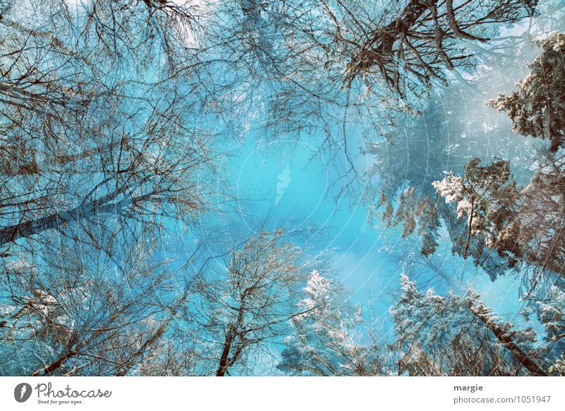 Winterzauber: Blick in Schneebäume Umwelt Natur Himmel Klima Eis Frost Schneefall Baum Baumstamm Mischwald Wald Winterwald Wachstum bedrohlich Erfolg gigantisch