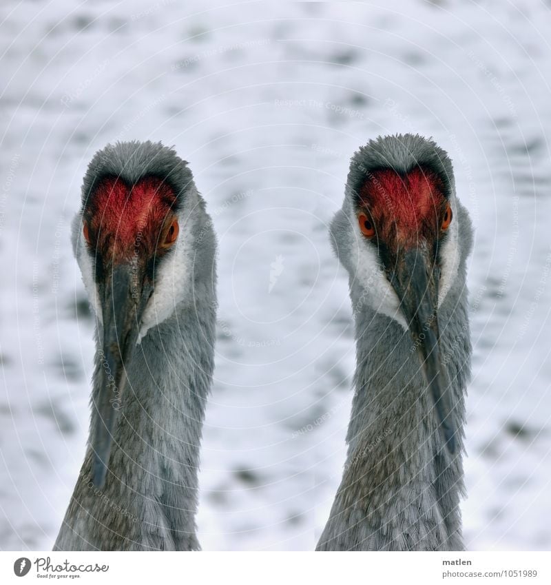 Doppelkopf Schnee Tier Vogel 2 grau rot weiß Kranich Auge Hals Schnabel Doppelportrait Farbfoto Außenaufnahme Menschenleer Textfreiraum oben Tag Porträt