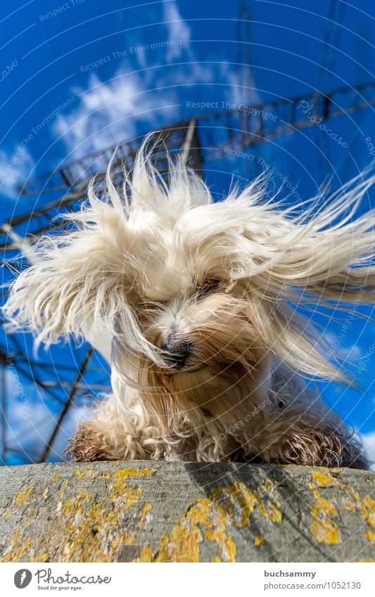 Energie geladen Energiewirtschaft Erneuerbare Energie Tier Haustier Hund Fell 1 Beton blau weiß Perspektive Farbfoto Außenaufnahme Menschenleer