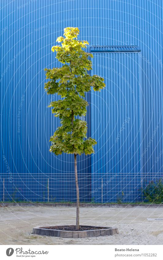 Sommerliches Himmelblau Ausflug Fabrik Industrie Umwelt Baum Industrieanlage Fassade Wege & Pfade Metall atmen warten Freundlichkeit schön Wärme grau grün