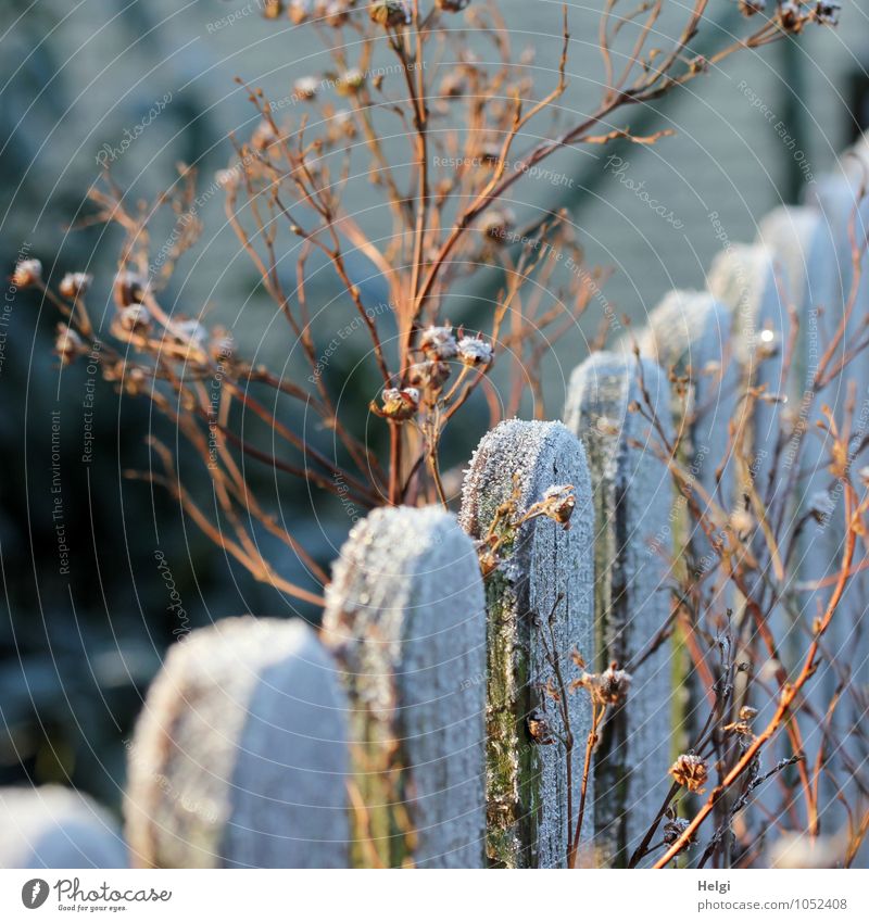 Wintermorgensonne... Umwelt Natur Pflanze Schönes Wetter Eis Frost Garten Zaun Holz alt frieren leuchten stehen dehydrieren ästhetisch authentisch kalt