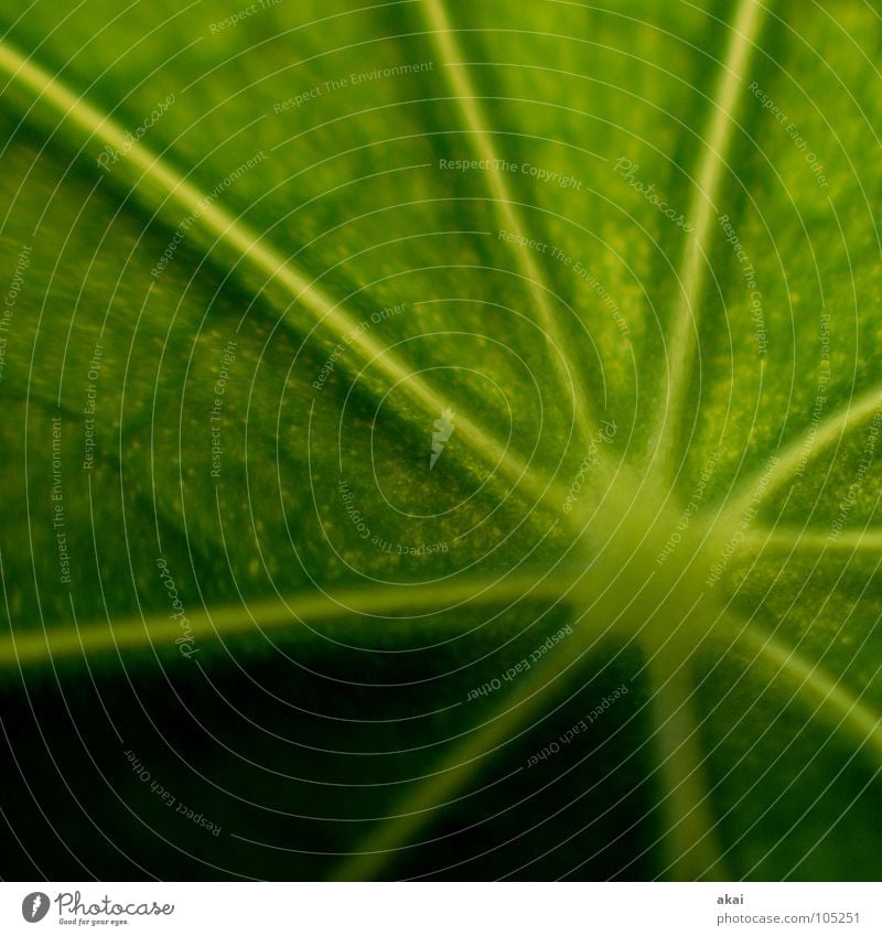 Das Blatt 17 Pflanze Urwald Südamerika Wildnis grün Botanik Pflanzenteile pflanzlich Umwelt Sträucher Wildpflanze Makroaufnahme Nahaufnahme schön akai Natur