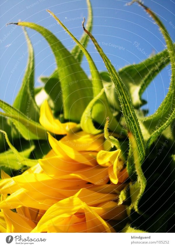 Aufblühen Sonnenblume Knolle Blüte grün Pflanze Biologie Gärtner Sommer Perspektive Ranke gedeihen Wachstum gelb aufgehen Blühend entfalten Sonnenblumenöl