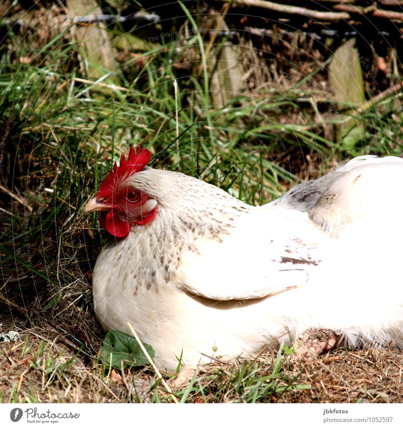 Entspannung pur Umwelt Natur Tier Haustier Nutztier Vogel Haushuhn Ei eierleger Freilandhaltung 1 schön Außenaufnahme
