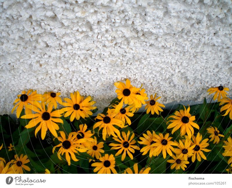 gelbe schönheiten Blume Wand Haus grün Sommer Duft Kontrast