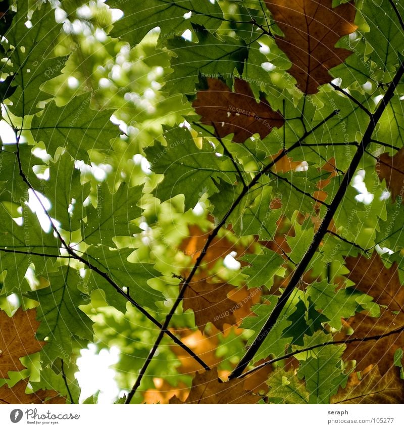 Herbstblätter Baum Ahorn Ahornblatt Blatt acer Blätterdach Natur herbstlich Jahreszeiten Blattfaser Blattadern Blattgrün Farbe Färbung Pflanze Laubbaum Ast