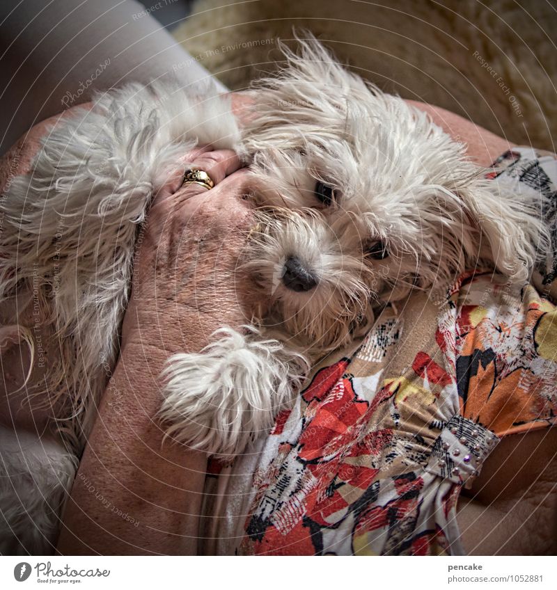 unbezahlbar feminin Senior Hand 60 und älter Bekleidung T-Shirt Ring Tier Haustier Hund Malteser 1 genießen Kommunizieren liegen Zufriedenheit Lebensfreude