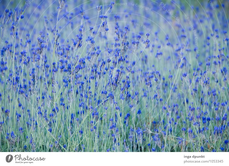 Ab ins Blaue Umwelt Natur Landschaft Pflanze Blüte Nutzpflanze Wildpflanze Lavendel Kräuter & Gewürze Lavendelfeld Garten Wiese Feld Blühend Duft natürlich