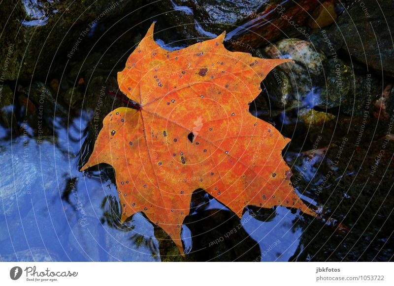 Ahornblatt Umwelt Urelemente authentisch außergewöhnlich herbstlich Herbstlaub Wasser Spitzahorn Kanada Außenaufnahme Detailaufnahme Menschenleer