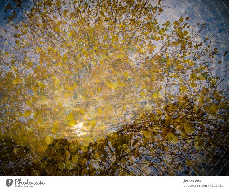 Herbstgold Blätterdach leuchten natürlich Wärme Einigkeit Idylle Inspiration Doppelbelichtung Illusion Reaktionen u. Effekte Farbklang Lichtspiel Lichtpunkt