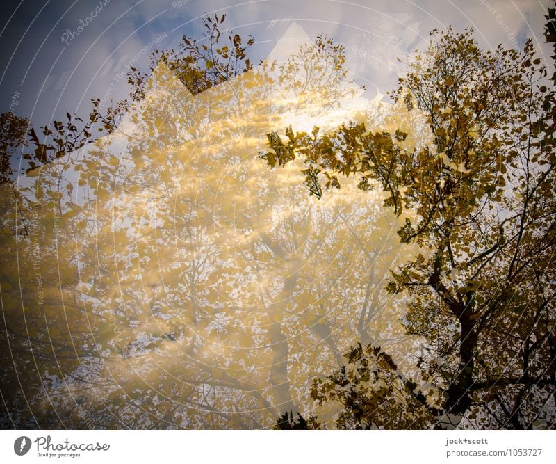 Aurum Herbst Klimawandel Schönes Wetter Blätterdach leuchten natürlich Wärme Inspiration Doppelbelichtung Illusion Lichtspiel abstrakt Schatten Silhouette