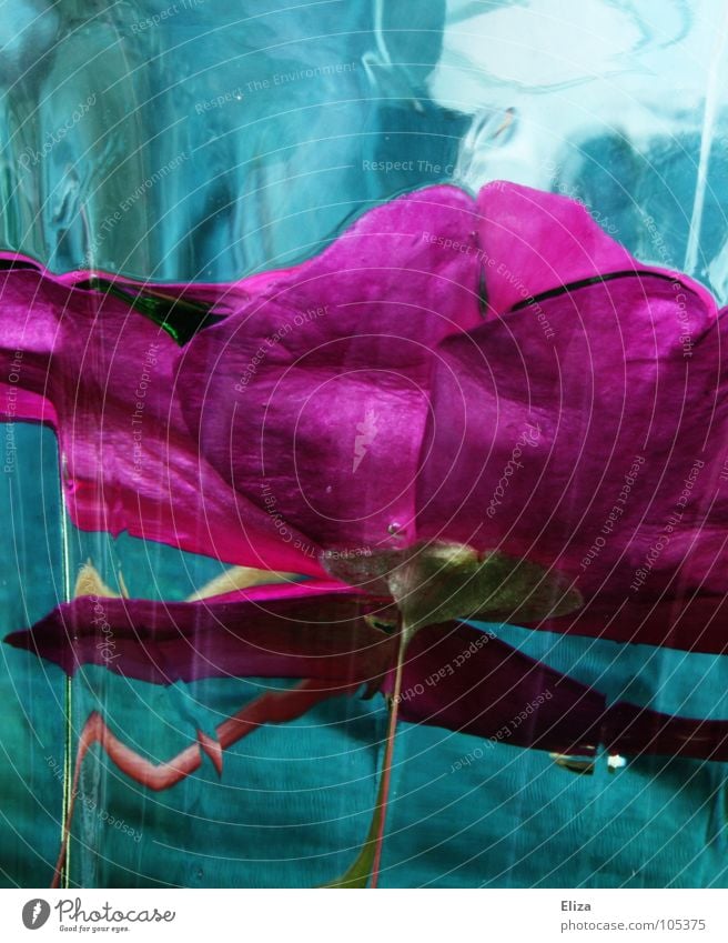 frischgehalten rosa türkis zyan Blume tauchen nass Licht Pflanze Stengel abstrakt außergewöhnlich seltsam Wasserglas senken Blüte Reflexion & Spiegelung