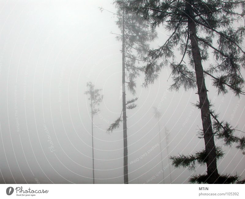 gruselig o_O Nebel Wald grauenvoll kalt Baum dunkel Einsamkeit bedrohlich Traurigkeit