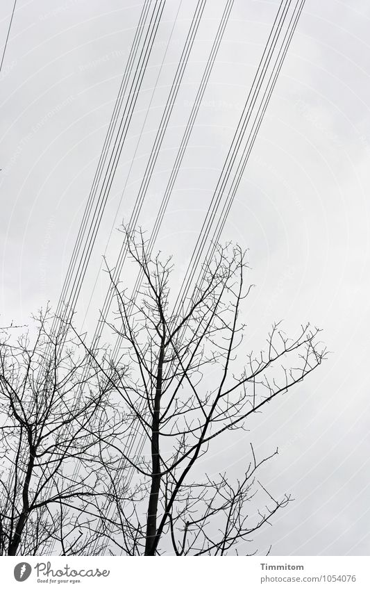 grau, liniert Energiewirtschaft Umwelt Natur Wolken Winter Baum Holz Metall Linie ästhetisch kalt schwarz Gefühle Technik & Technologie Hochspannungsleitung