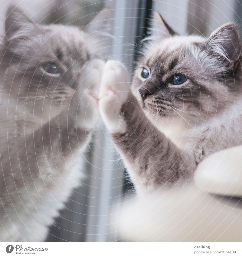 zwillinge. Fenster Tier Haustier Katze Birma 1 beobachten berühren festhalten Kommunizieren Blick träumen Freundlichkeit Zusammensein Neugier niedlich Sympathie