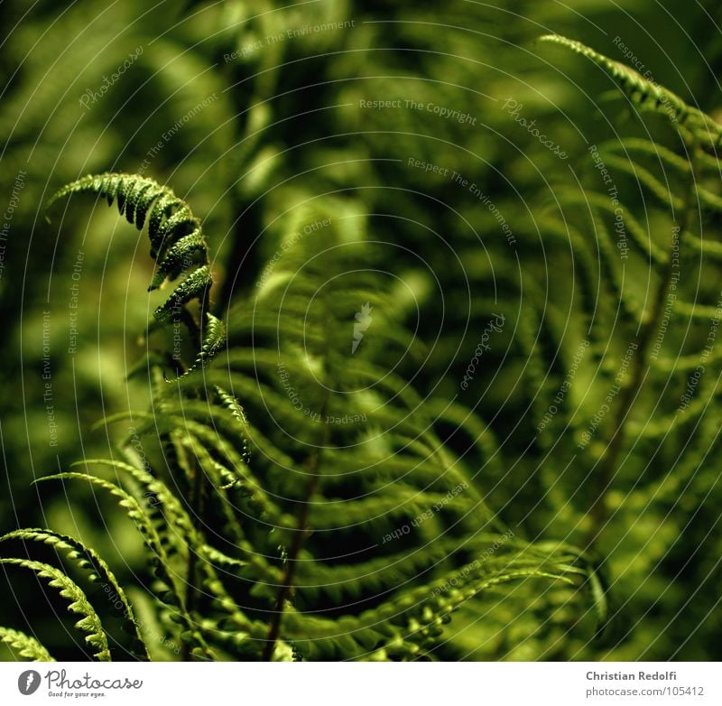Farn grün grün-gelb Unschärfe Pflanze Lichteinfall nass Sommer scharf-unscharf Echte Farne Garten Schatten feuchtliebend schattenliebend