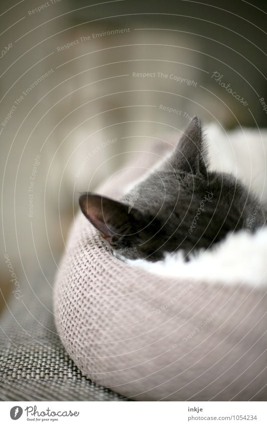 Kuschelmuschel Haustier Katze Katzenohr 1 Tier Kissen körbchen Erholung liegen schlafen kuschlig Wärme weich Gefühle Stimmung Sicherheit Geborgenheit
