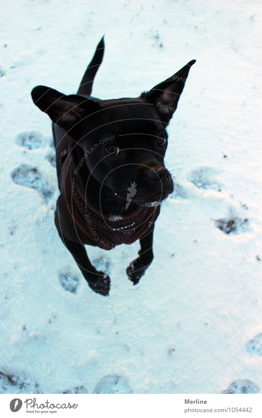 Hund Kiara im Schnee Spielen Winter Natur Wiese Tier Haustier Tiergesicht Fährte 1 Bewegung frieren springen Coolness authentisch kalt natürlich Freude