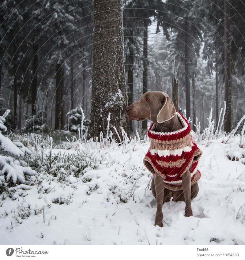 kalt......also warm anziehen Spielen Ausflug Abenteuer Winter Schnee Bekleidung Schutzbekleidung Pullover Haustier Hund 1 Tier Bewegung frieren toben frech