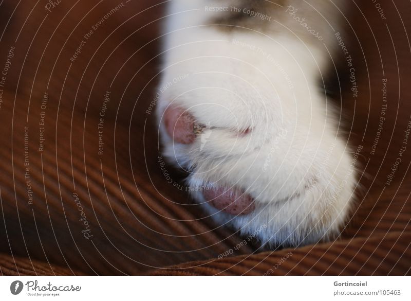 Cordpfote I Haustier Katze Fell Pfote liegen weich braun weiß Katzenpfote sanft zart Farbfoto Nahaufnahme Detailaufnahme Makroaufnahme Menschenleer 1