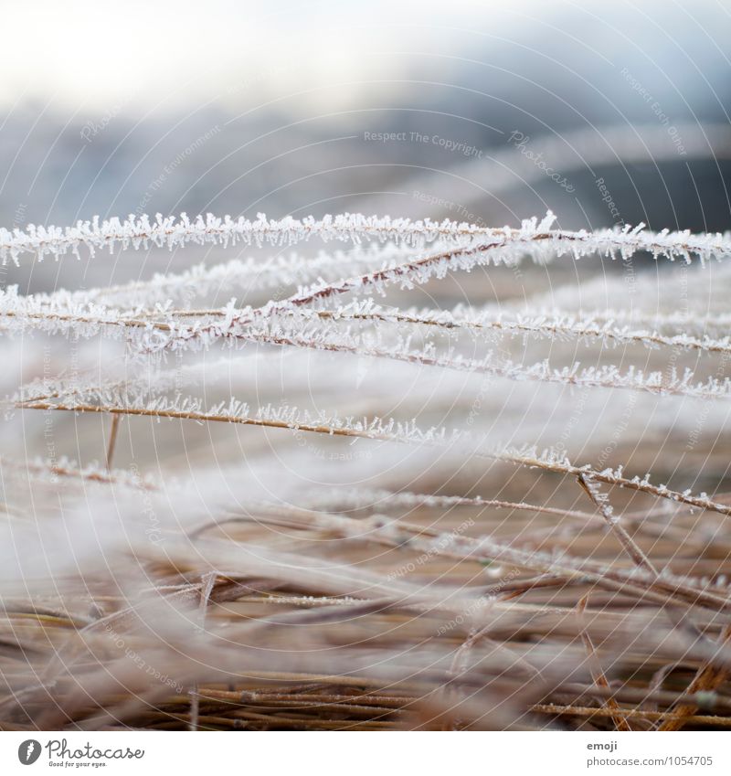 Frost Umwelt Natur Pflanze Winter Eis Schnee Sträucher kalt natürlich Farbfoto Außenaufnahme Nahaufnahme Menschenleer Tag Schwache Tiefenschärfe