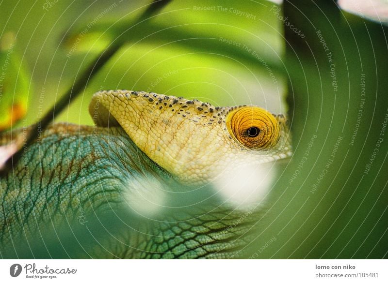 auge Madagaskar Chamäleon grün Publikum Afrika verstecken Blick gefangen Auge