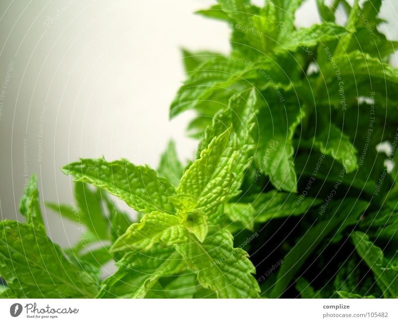 (minze) grün Minze Zutaten Gesundheit dunkelgrün hellgrün Blattadern Pflanze Melisse Kräutergarten Wachstum Vegetarische Ernährung Makroaufnahme Nahaufnahme