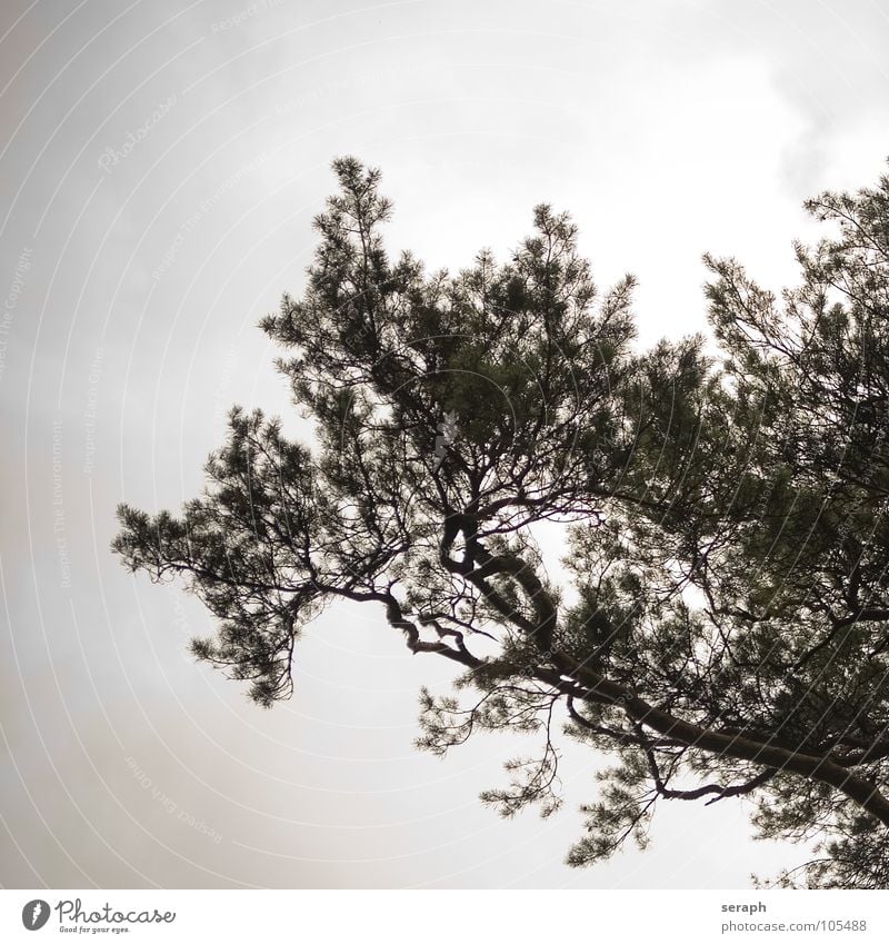 Kiefer Baum alt eigenwillig Ast Strukturen & Formen Umwelt Natur Baumrinde verästelt Nadelbaum Konifere abstrakt Pflanze nadelholz Holz Japanisch Silhouette