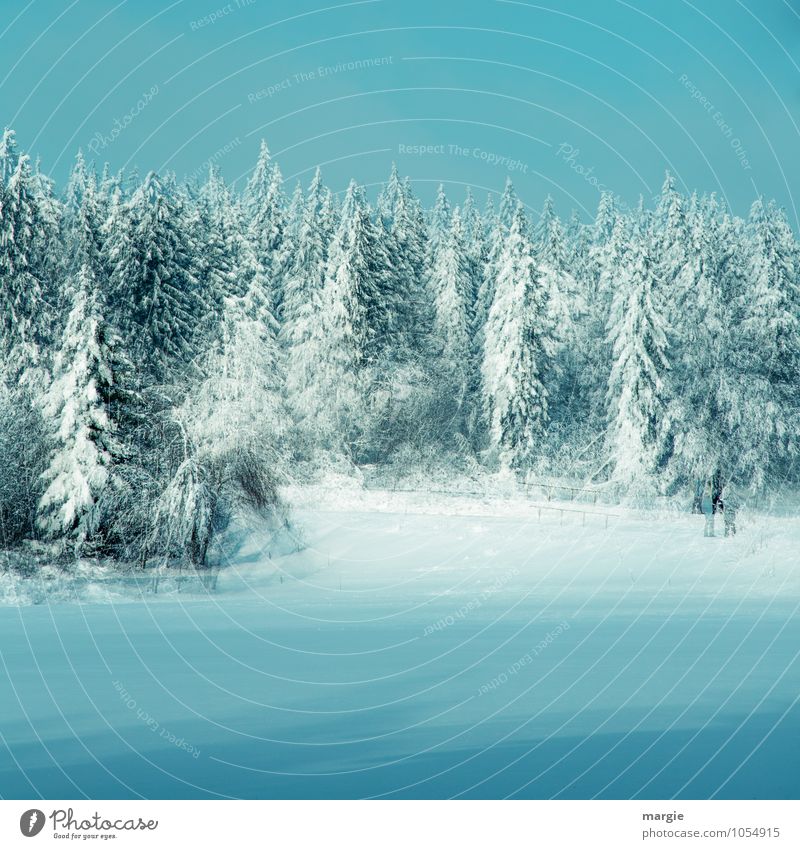 Doppelter Winterwald Ferien & Urlaub & Reisen Winterurlaub Natur Wasser Wolkenloser Himmel Eis Frost Schnee Schneefall Baum Fichtenwald Nadelbaum Tanne Wald