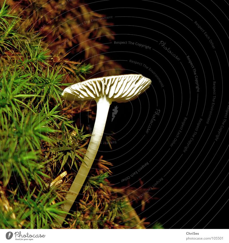 Aus dem Dunkel ins Licht dunkel weiß schwarz grün braun Pflanze Allgäu Makroaufnahme Nahaufnahme Sommer Pilz mushroom Natur ChriSes