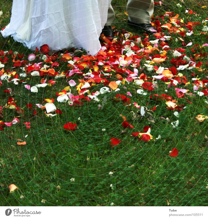 Blütenmeer und mehr. rot weiß mehrfarbig rosa Frau Mann Blatt Blütenblatt Rose Tulpe grün Braut schön Bräutigam grau Ehepaar Schuhe Brautkleid Anzug Hochzeit