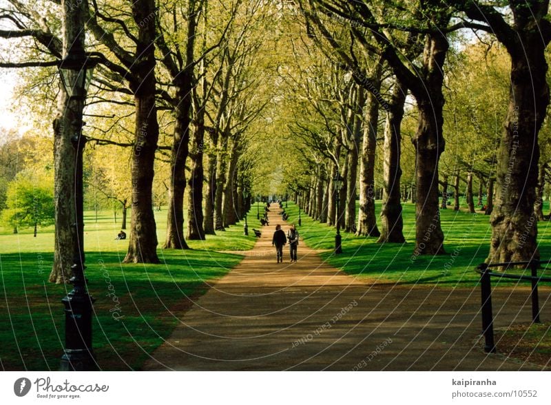 Walk along the Hyde Park Buckingham Palace Baum Gras Wiese grün gehen Spaziergang Blume Luft Erholung Sonne Schatten Wege & Pfade Mensch Natur